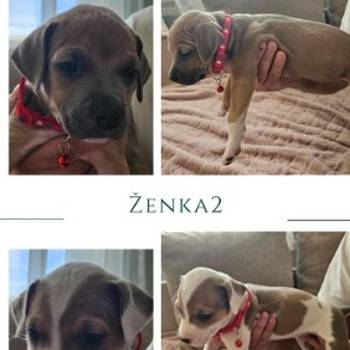Prelepi pit bull stenci