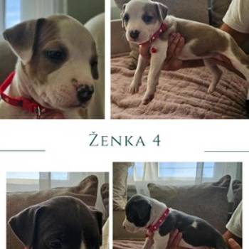 Prelepi pit bull stenci
