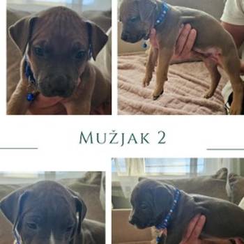 Prelepi pit bull stenci