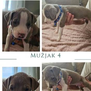 Prelepi pit bull stenci