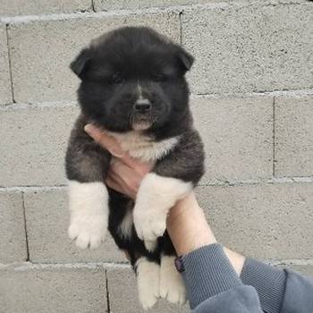 Americka Akita stenci
