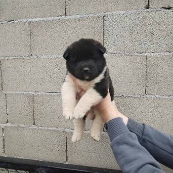 Americka Akita stenci
