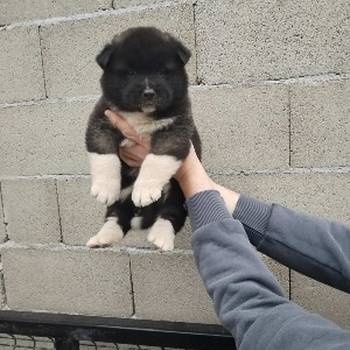 Americka Akita stenci