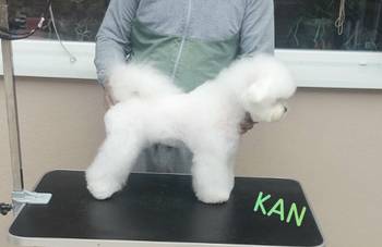 Kovrdžavi bišon štenci
