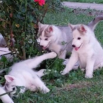 Sibirski Haski štenci