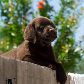 Labrador Retriver štenci