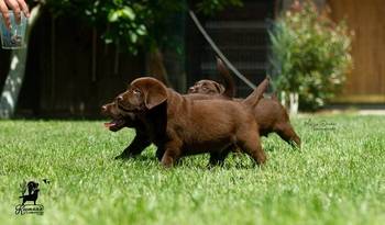 Labrador Retriver štenci