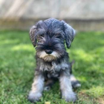 Patuljasti Šnaucer Miniature Schnauzer