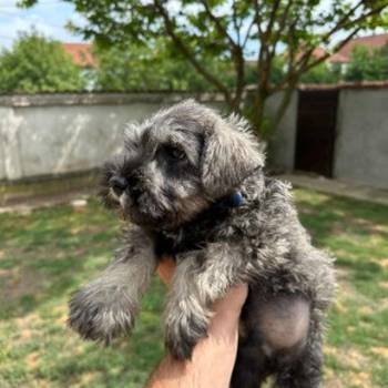 Patuljasti Šnaucer Miniature Schnauzer