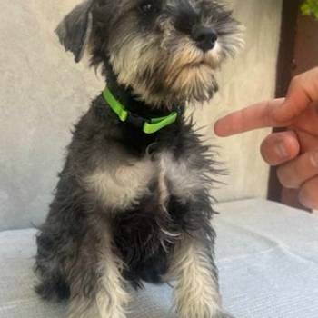 Patuljasti Šnaucer Miniature Schnauzer