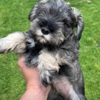 Patuljasti Šnaucer Miniature Schnauzer