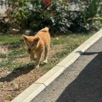 Japanska Akita Inu štenci