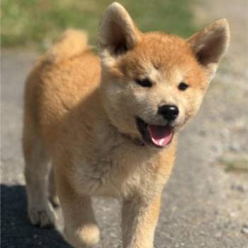 Japanska Akita Inu štenci