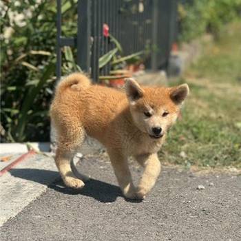 Japanska Akita Inu štenci