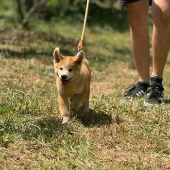 Japanska Akita Inu štenci