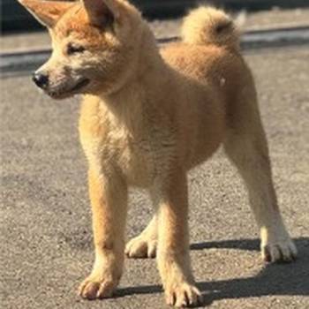 Japanska Akita Inu štenci