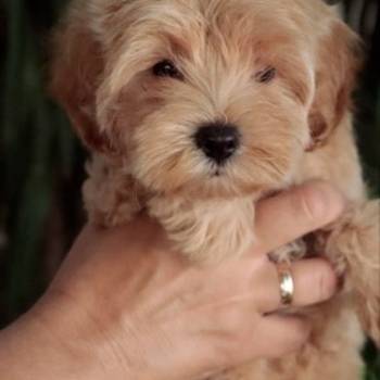 Prelepi štenci Maltipoo spremni su za preuzimanje