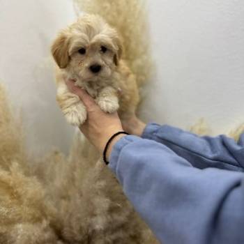 Maltipoo stenci