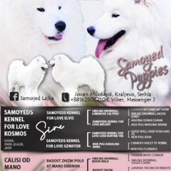 Samojed štenci