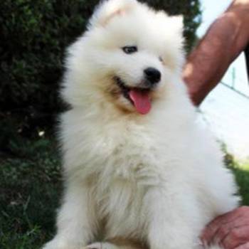 Samojed štenci