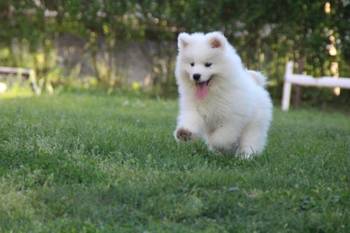 Samojed štenci