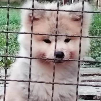 Akita Inu štenci