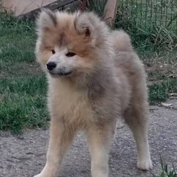 Akita Inu štenci