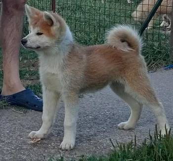 Akita Inu štenci