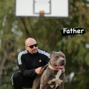 American bully Xl