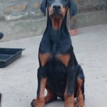 Doberman, štenci