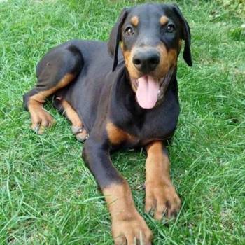 Doberman, štenci