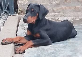 Doberman, štenci