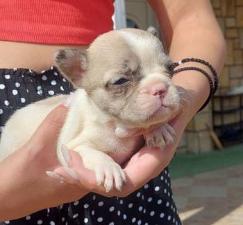 Francuski buldog štenci egzotičnih  boja