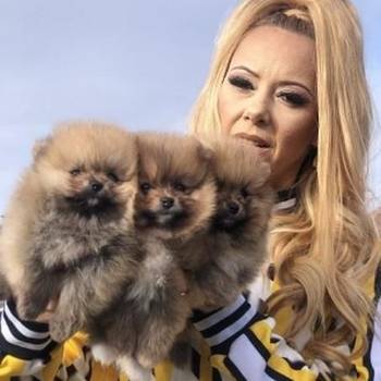 Pomeranski špic,Pomeranac,Pomeranian,Boo štenci