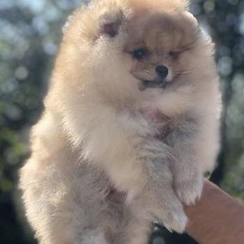 Pomeranac / Pomeranian / Boo štenci