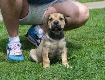 Boerboel Južnoafrički mastif stenci