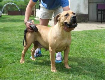 Boerboel Južnoafrički mastif stenci