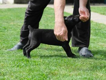 Boerboel Južnoafrički mastif stenci