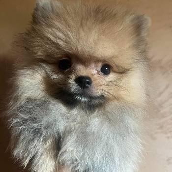 Pomeranac BOO pomeranci