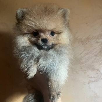 Pomeranac BOO pomeranci