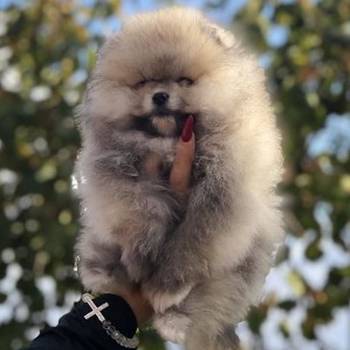 Pomeranski špic,Pomeranac,Boo,Pomeranian štenci