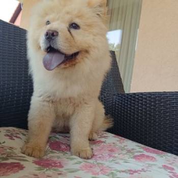 Chow Chow,Cau Cau,zensko stene