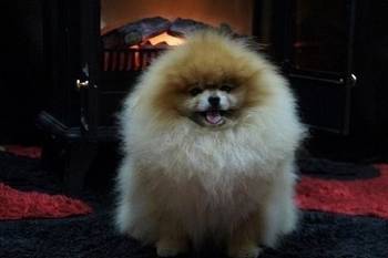 Pomeranac / Pomeranian / Boo štenci