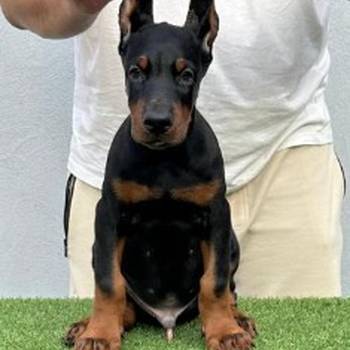 Doberman prelepi stenci