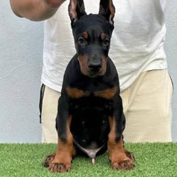 Doberman prelepi stenci