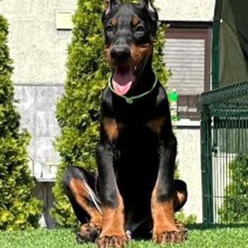 Doberman prelepi stenci