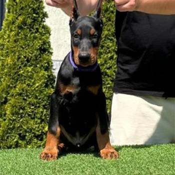 Doberman prelepi stenci