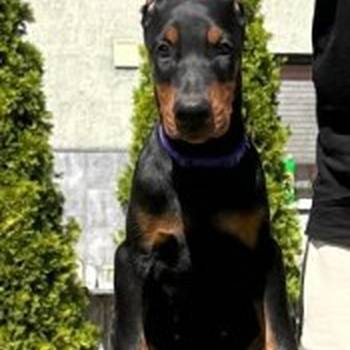 Doberman prelepi stenci