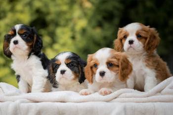 CAVALIER KING CHARLES  spaniel štenci