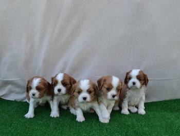 CAVALIER KING CHARLES  spaniel štenci